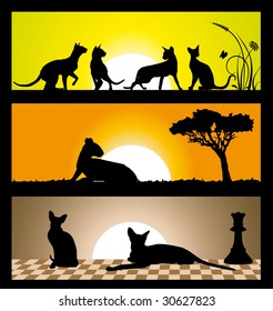 Cats on nature