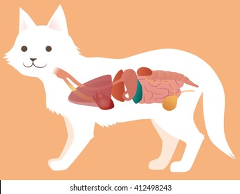 cat's organ anatomy diagram, vector illustration