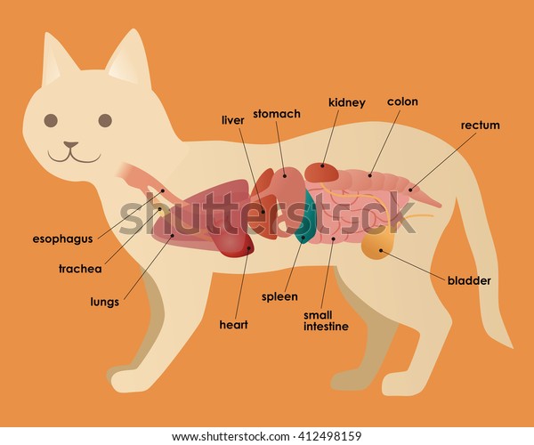 cat\'s organ\
anatomy diagram, vector\
illustration