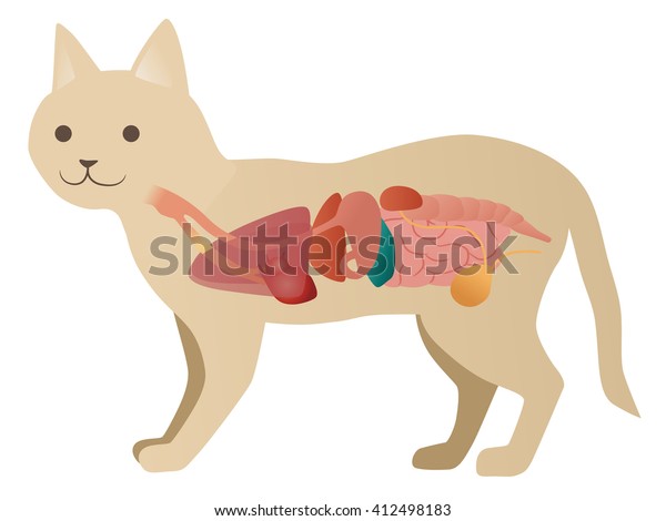 猫の臓器解剖図 ベクターイラスト のベクター画像素材 ロイヤリティフリー 412498183
