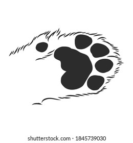 cat's paw with the pads pulled up sketch vector graphics black and white drawing, cat's paw vector sketch illustration