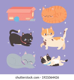 cats pet with box wool ball, feline domestic animal vector illustration