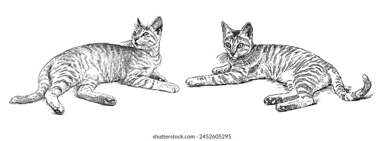 Cats, pets, lying two domestic animals, sketch, realistic, hand drawn black and white vector illustration isolated