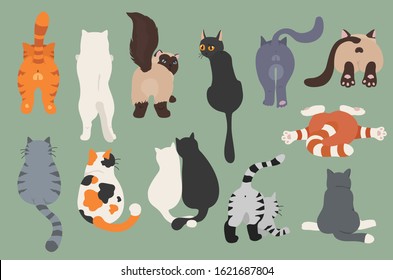 Cats poses behind. Cat`s butts. Flat design clipart. Vector illustration