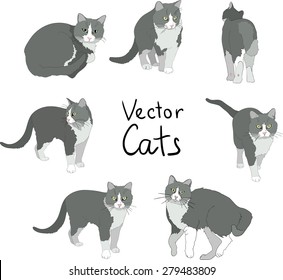 Cats poses set