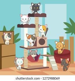 all cats in cat condo