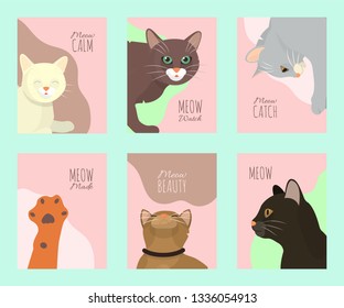 Cats show cards grooming or veterinary feline flyer vector illustration. Cute kitten pet poster. Funny animal studio. Lovely friendship advertisement pussy cat character.