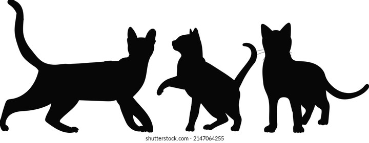 cats silhouette, on white background, isolated, vector