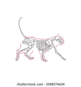 Cat's skeleton. Isolated vector object on white background.