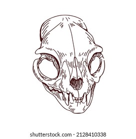 Cats skull. Dead feline animal head bone. Vintage anatomy drawing of engraved skeleton with teeth, fangs. Creepy cranium sketch. Contoured hand-drawn vector illustration isolated on white background