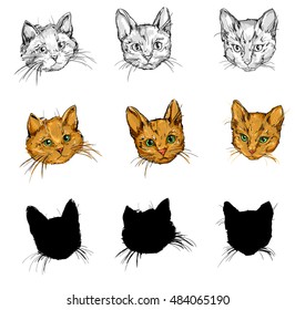 cats vector illustration, animal, beautiful cat vector
