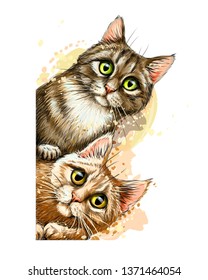 Cats. Wall sticker. Graphic, colored hand-drawn sketch with splashes of watercolor depicting two cute cats looking around the corner.