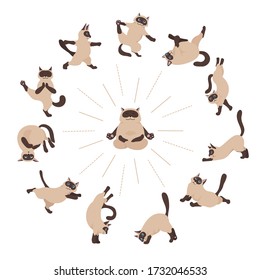 Cats yoga. Siamese cats. Different yoga poses and exercises. Vector illustration