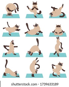 Cats yoga. Siamese cats. Different yoga poses and exercises. Vector illustration