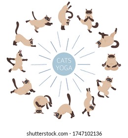 Cats yoga. Siamese cats. Different yoga poses and exercises. Vector illustration