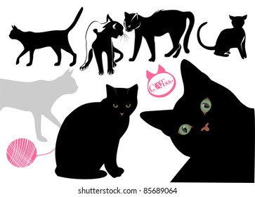 Cats.Cats.Cat's life background