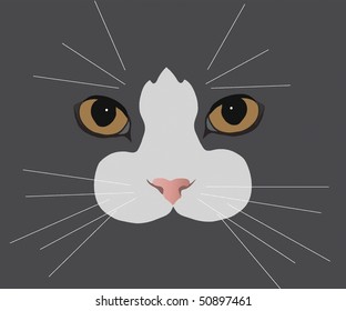  cat's-eyes