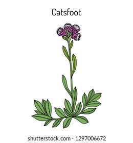 Catsfoot (Antennaria dioica), or mountain everlasting, stoloniferous pussytoes, cudweed, medicinal plant. Hand drawn botanical vector illustration