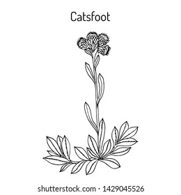 Catsfoot (Antennaria dioica), or mountain everlasting, stoloniferous pussytoes, cudweed, medicinal plant. Hand drawn botanical vector illustration