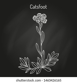 Catsfoot (Antennaria dioica), or mountain everlasting, stoloniferous pussytoes, cudweed, medicinal plant. Hand drawn botanical vector illustration