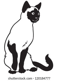 cat,siamese breed,black and white vector picture isolated on white background,sitting pose,front view image
