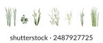 Cattail angustifolia, lingonberry, false calamus iris, cane (reeds), sedge palmifolia, Sparganium (Bur-reed), wintering horsetail - marsh plants realistic drawings set isolated on a white background.