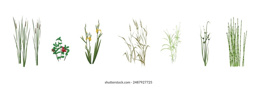 Coleta angustifolia, lingonberry, falso calamus iris, caña (cañas), sedge palmifolia, Sparganium (Bur-reed), cola de caballo invernal - plantas de pantano dibujos realistas establecidos aislados en un fondo blanco.