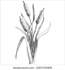 Cattail, bulrush illustration, hand drawn, ink, line art, vector. Black and white clip art isolated. Antique vintage engraving illustration for emblem.