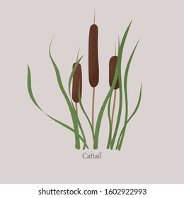 Cattail, bulrush marsh grass, swamp cane with green leaves. Wild stalk plant on a gray background.