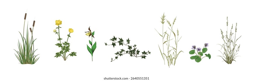 Cattail, globeflower, lady's slipper orchid, ivy, reed, marsh violet, ryegrass. Moisture-loving Plants of swamps, wet forests and meadows. Detailed realistic drawings set isolated on white background.