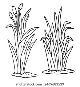 cattail grass botanical hand drawn outline drawing illustration set