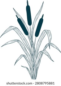 Cattail plant sketch 