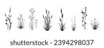 Cattail, reeds, cane, bamboo, butomus, sedge, rushwort, marsh bluegrass and other swamp grass, isolated on a white background. Marsh (pond, river) coastal plants vector silhouette drawings set.