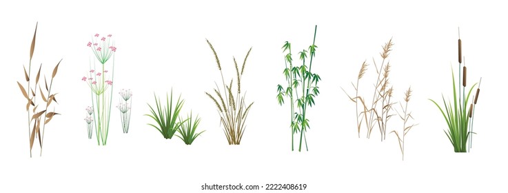 Cattail  cañas  caña  bambú  tomus  sedge y otros pastos de pantano    una colección de ilustraciones de los vectores de color  aisladas en un fondo blanco 
