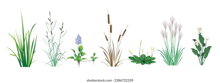 Cattail (reeds, cane), Calamus, Sedge, Miscanthus, water Hyacinth, Orontium, Calla lily (Ethiopian). Tropical coastal grass and floating marsh (pond) plants. A color set drawings on a white background