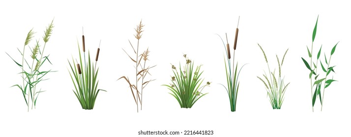 Cattail  cañas  caña  sedge y otras hierbas de pantano    un conjunto de dibujos de color vectorial aislados en un fondo blanco 