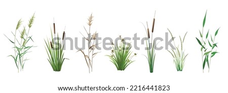Cattail, reeds, cane, sedge and other marsh grass - a set of color vector drawings isolated on a white background. Сток-фото © 