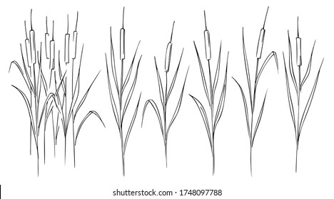 Cattail, reeds, cane, thickets of cattail, hand-drawn black and white graphic sketch on white background