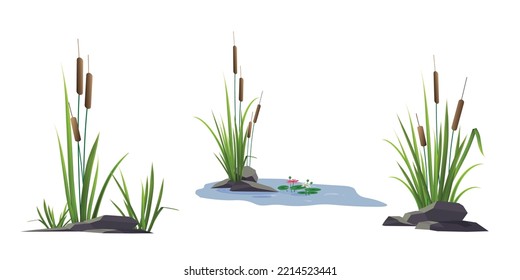 Cattail reeds and stones, water lilies (lotus flowers) nearby - a set of color vector drawings isolated on a white background.