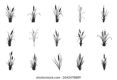 Silueta de cola de gato, silueta de planta de cola de gato, Vector de planta de cola de gato, Vectores de cola de gato.