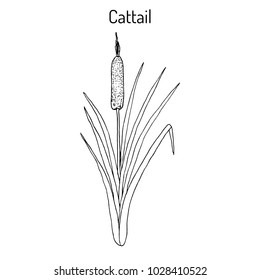 Cattail (Typha latifolia), or common bulrush, great reedmace, wetland plant. Hand drawn vector botanical illustration