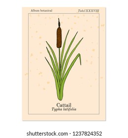 Cattail (Typha latifolia), or common bulrush, great reedmace, wetland plant. Hand drawn vector botanical illustration
