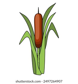 Cattails are a genus of flowering plant in flat technique vector illustration 