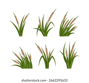 Cattails Vector Flat on White Background
