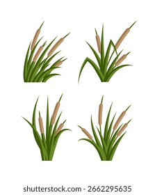 Cattails Vector Flat on White Background
