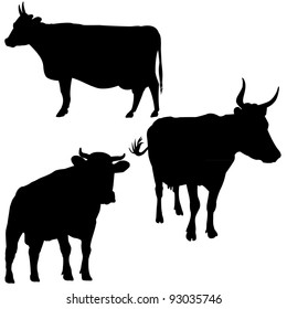 cattle