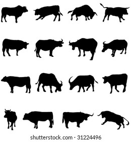 Cattle from all over the world