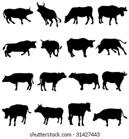 Cattle from all over the world