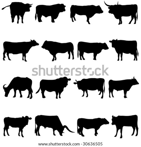 Cattle from all over the world