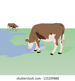 Cattle. Animal on the farm. Illustration on white background.